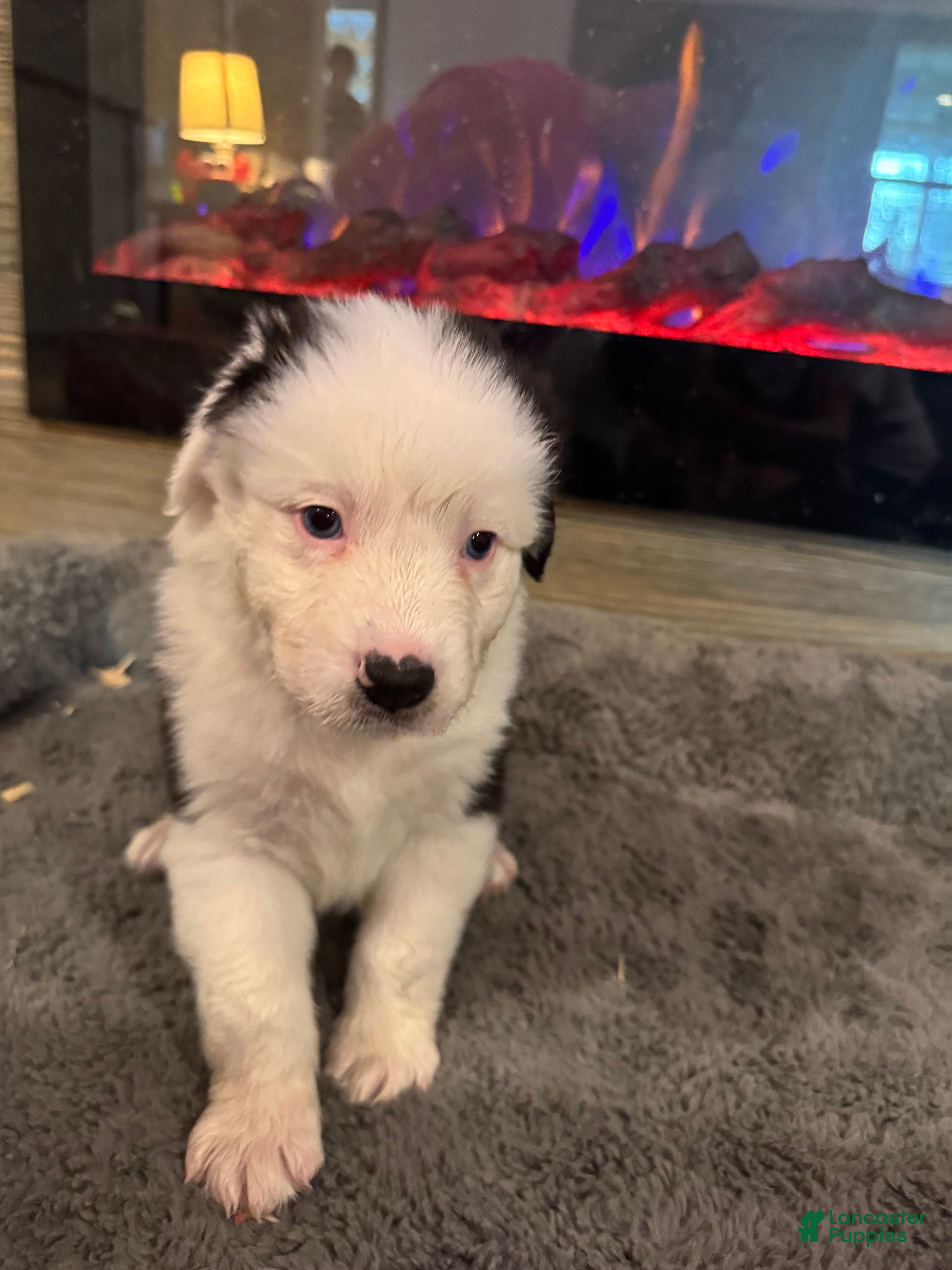 Australian Shepherd dogs Kenny - Ad 1