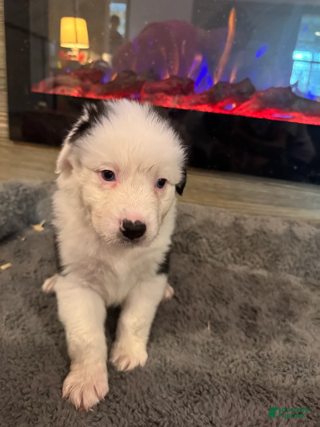 Australian Shepherd dogs for sale: Kenny - Ad 1
