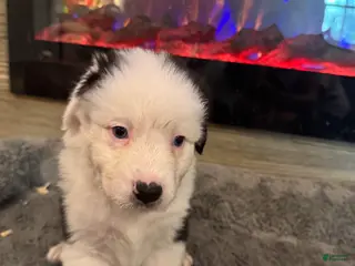 Australian Shepherd dogs for sale: Kenny - Ad 1