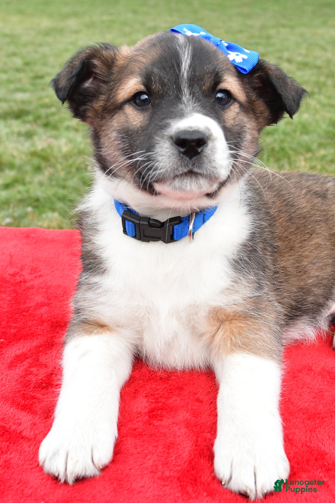 Mixed Breed dogs for sale: Max - Ad 10