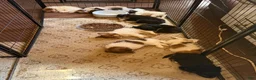 Mixed Breed dogs for sale: Mixed Breed 2 - Ad 9