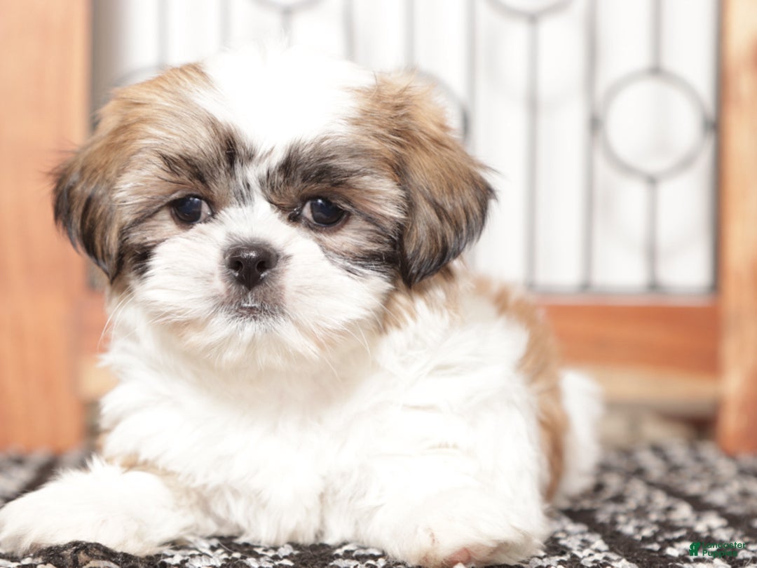 Shih Tzu dogs for sale: Linn - Ad 3