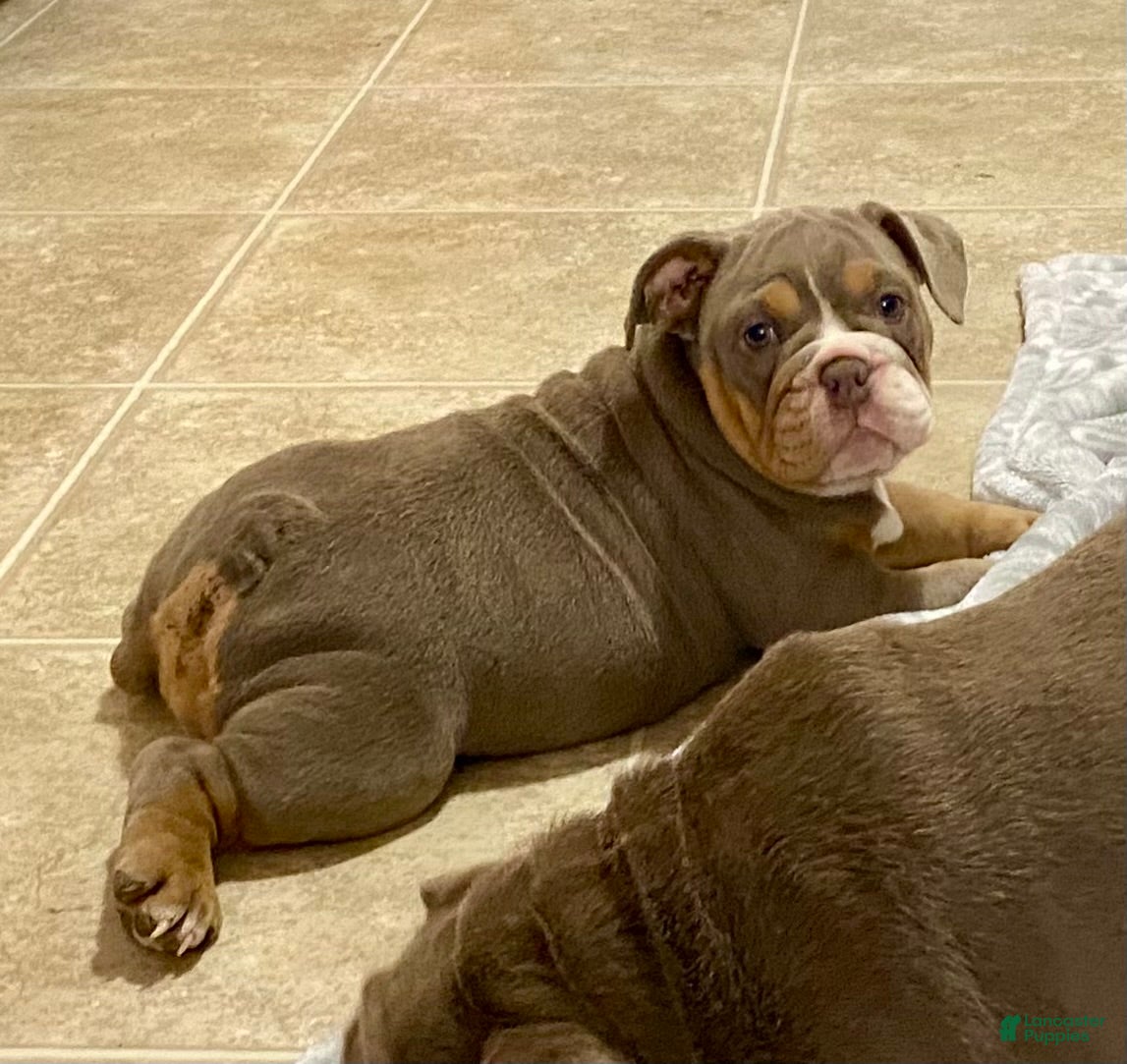 English Bulldog dogs Ellie - Ad 1