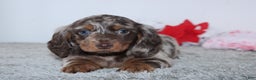Miniature Dachshund dogs for sale: Haley - Ad 1