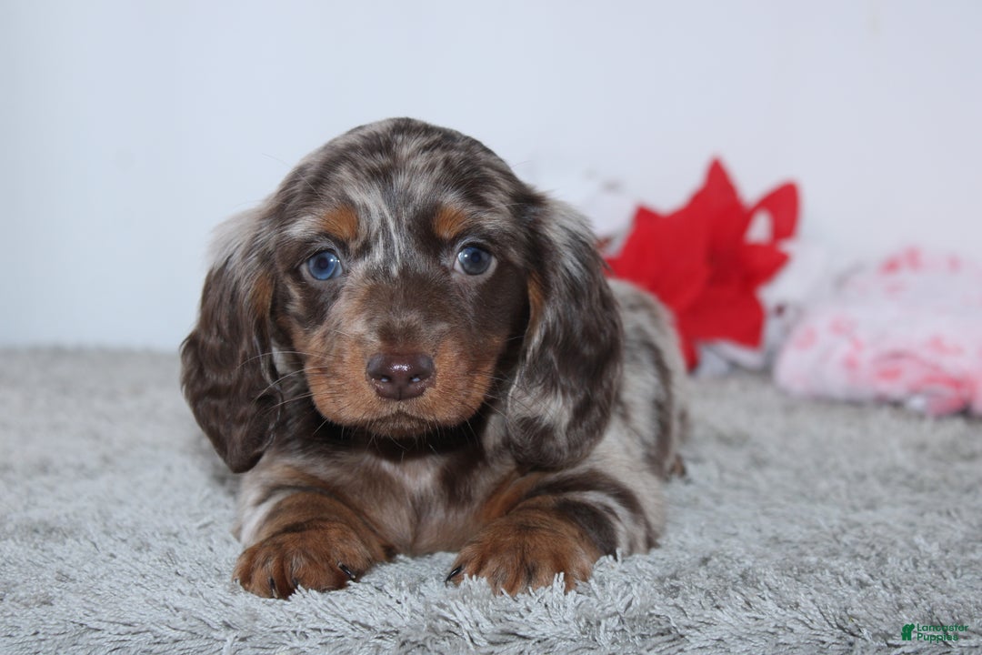 Miniature Dachshund dogs for sale: Haley - Ad 1