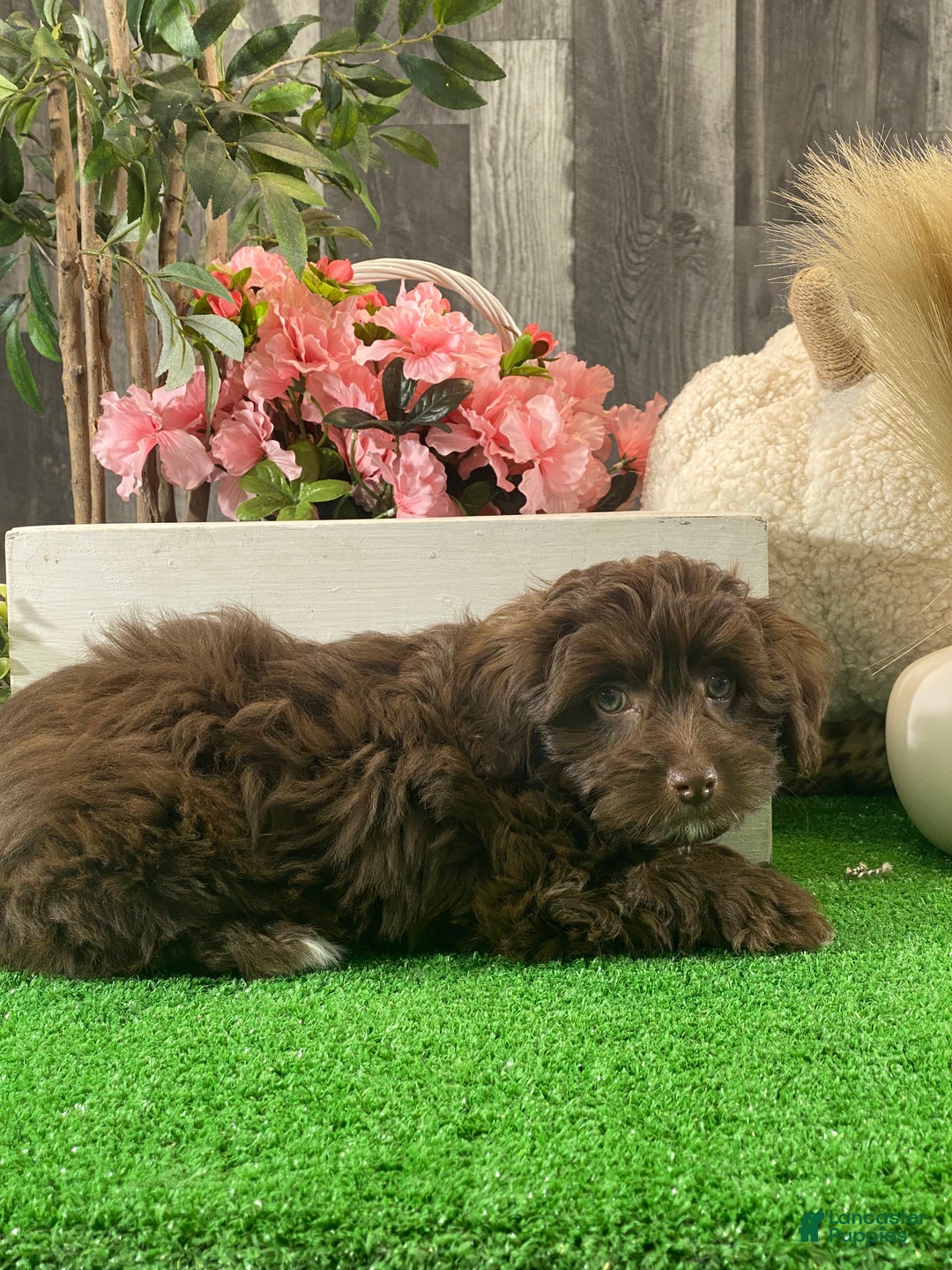 Havanese dogs for sale: Howie - Ad 9