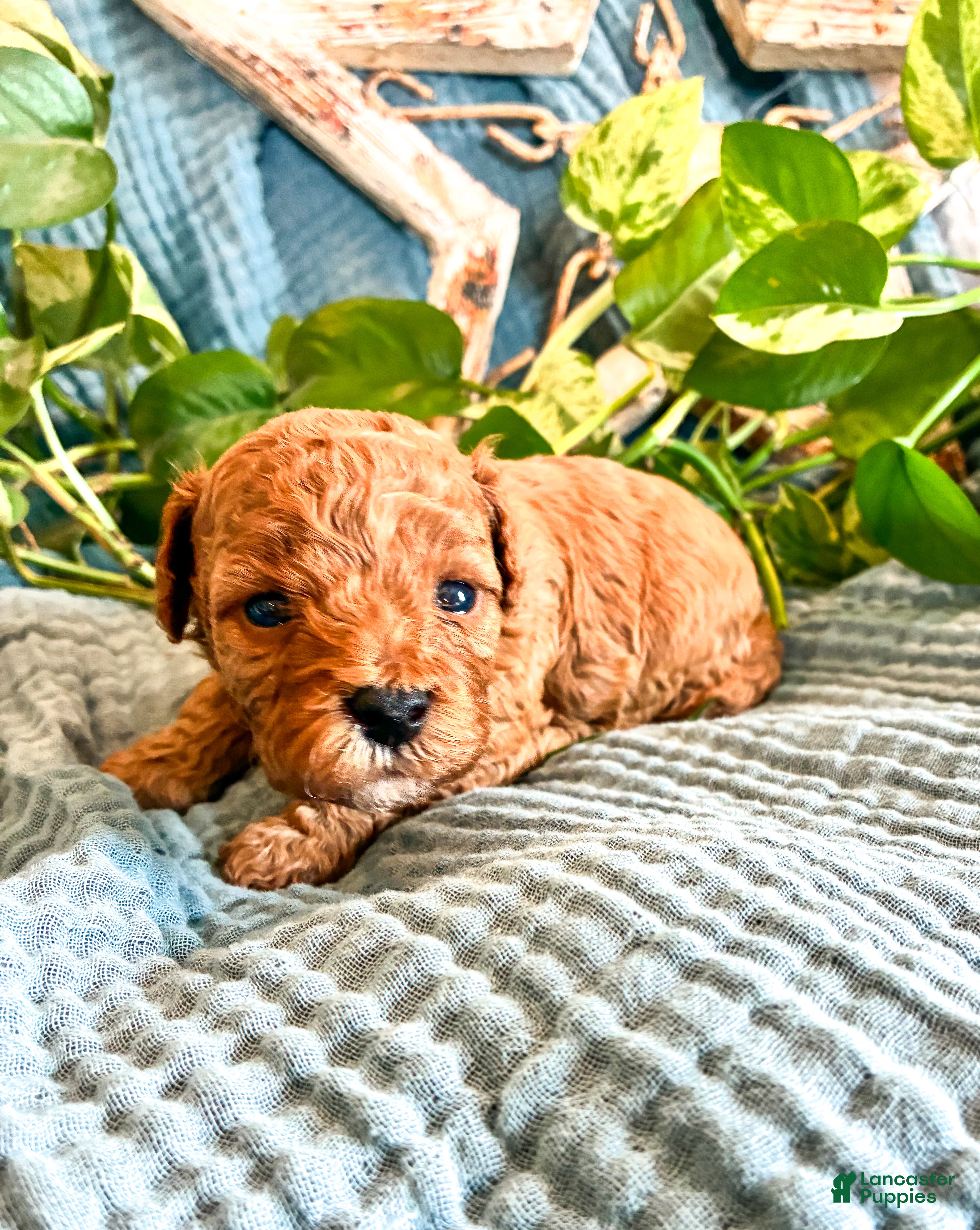 Cavapoo dogs Honey_Female - Ad 2