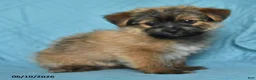 Mixed Breed dogs for sale: Eric - Ad 2
