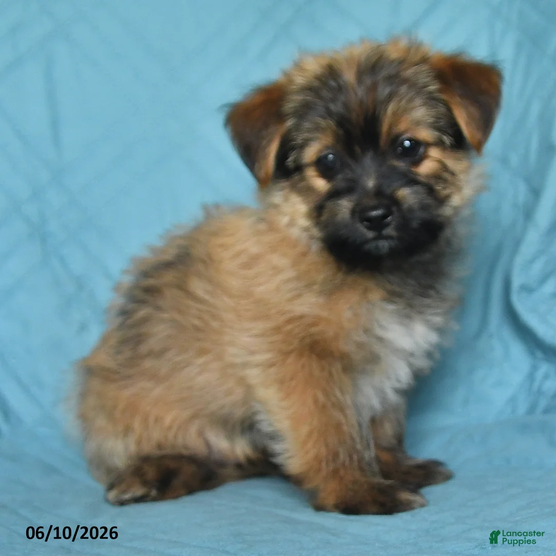Mixed Breed dogs for sale: Eric - Ad 2