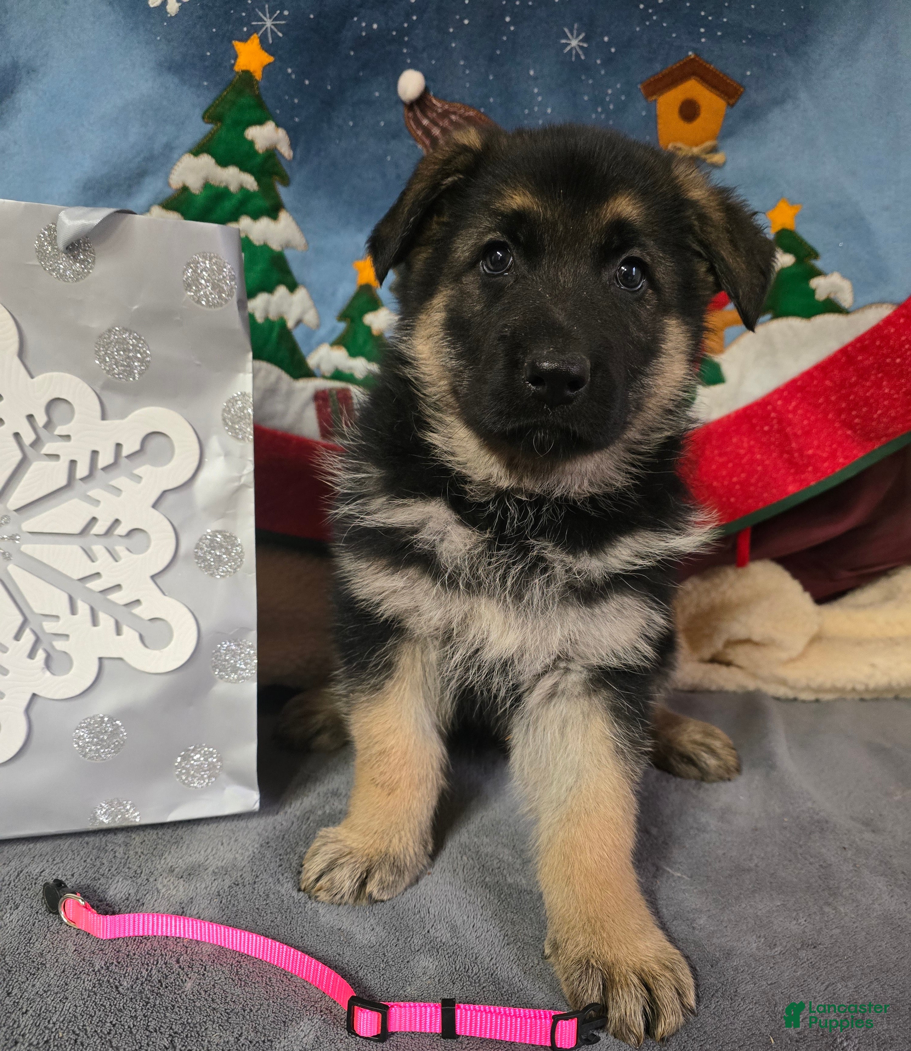 German Shepherd dogs German Shepherd Puppy, pink collar - Ad 1