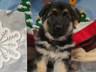 German Shepherd dogs German Shepherd Puppy, pink collar - Ad 1