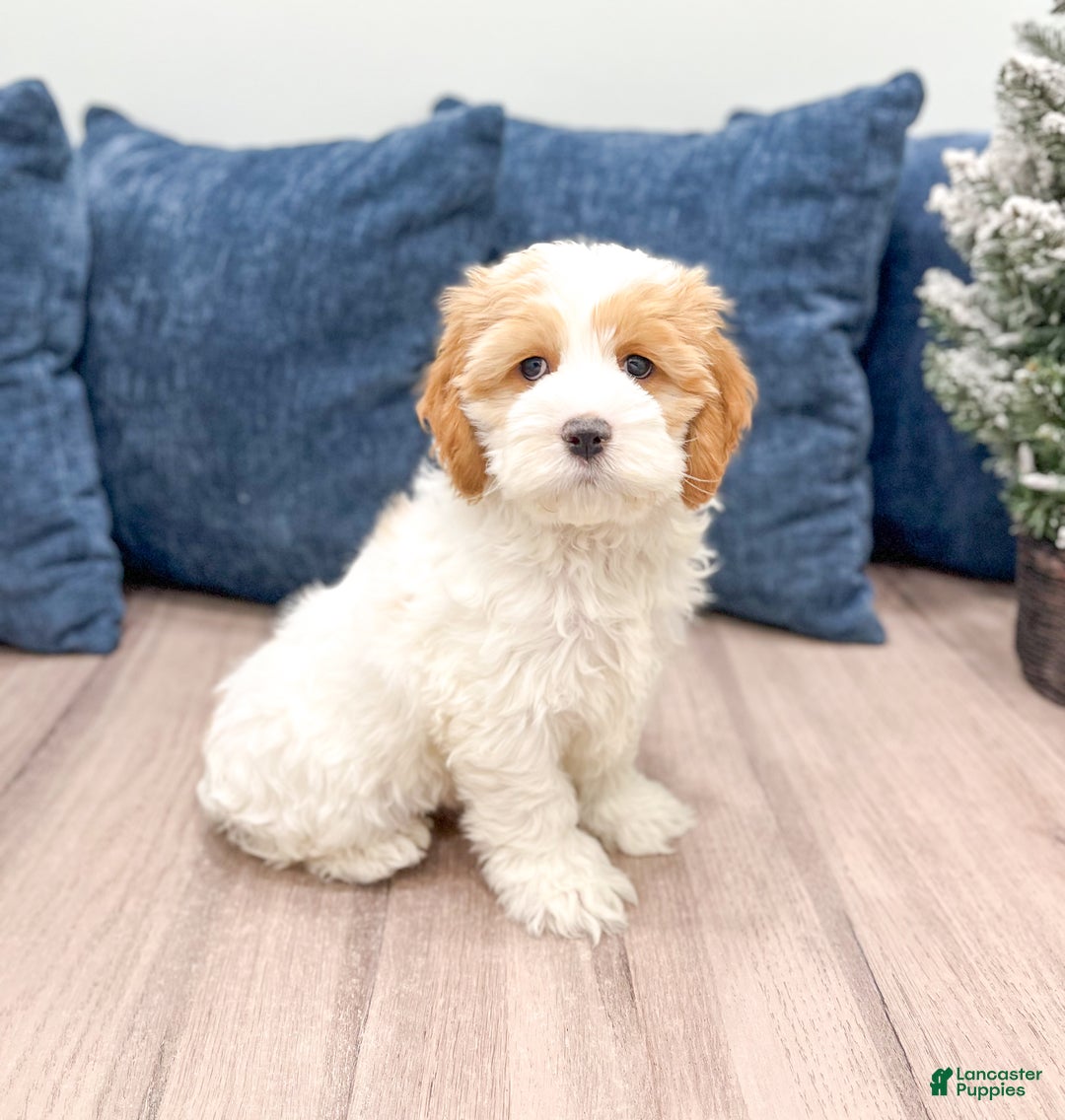 Cockapoo dogs for sale: Ruger - Ad 3