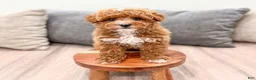 Miniature Poodle dogs for sale: Archie - Ad 2