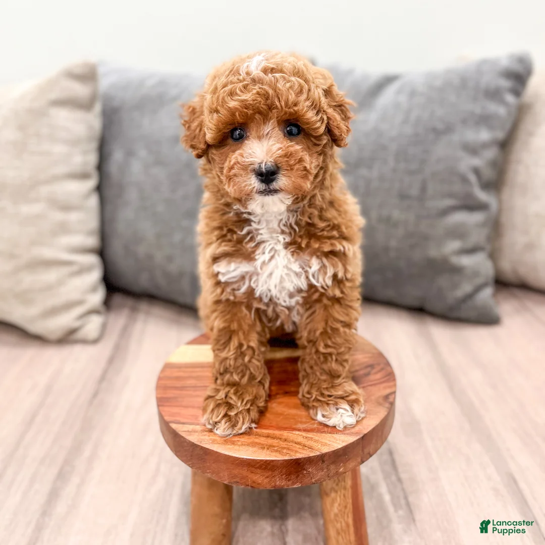 Miniature Poodle dogs for sale: Archie - Ad 2