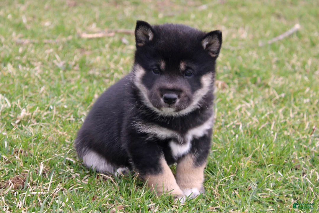 Shiba Inu dogs for sale: Tinker - Ad 2