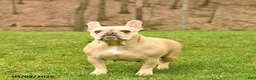 French Bulldog dogs for sale: Crystal  - Ad 3