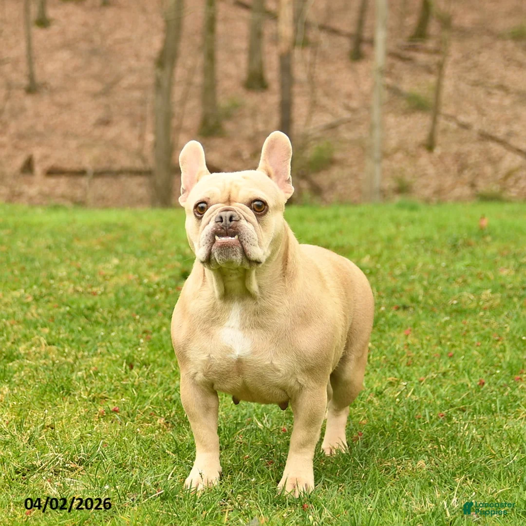 French Bulldog dogs for sale: Crystal  - Ad 3