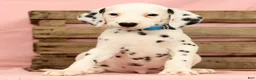 Dalmatian dogs for sale: Rascal - Ad 7