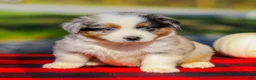Miniature Australian Shepherd dogs for sale: Asher - Ad 3