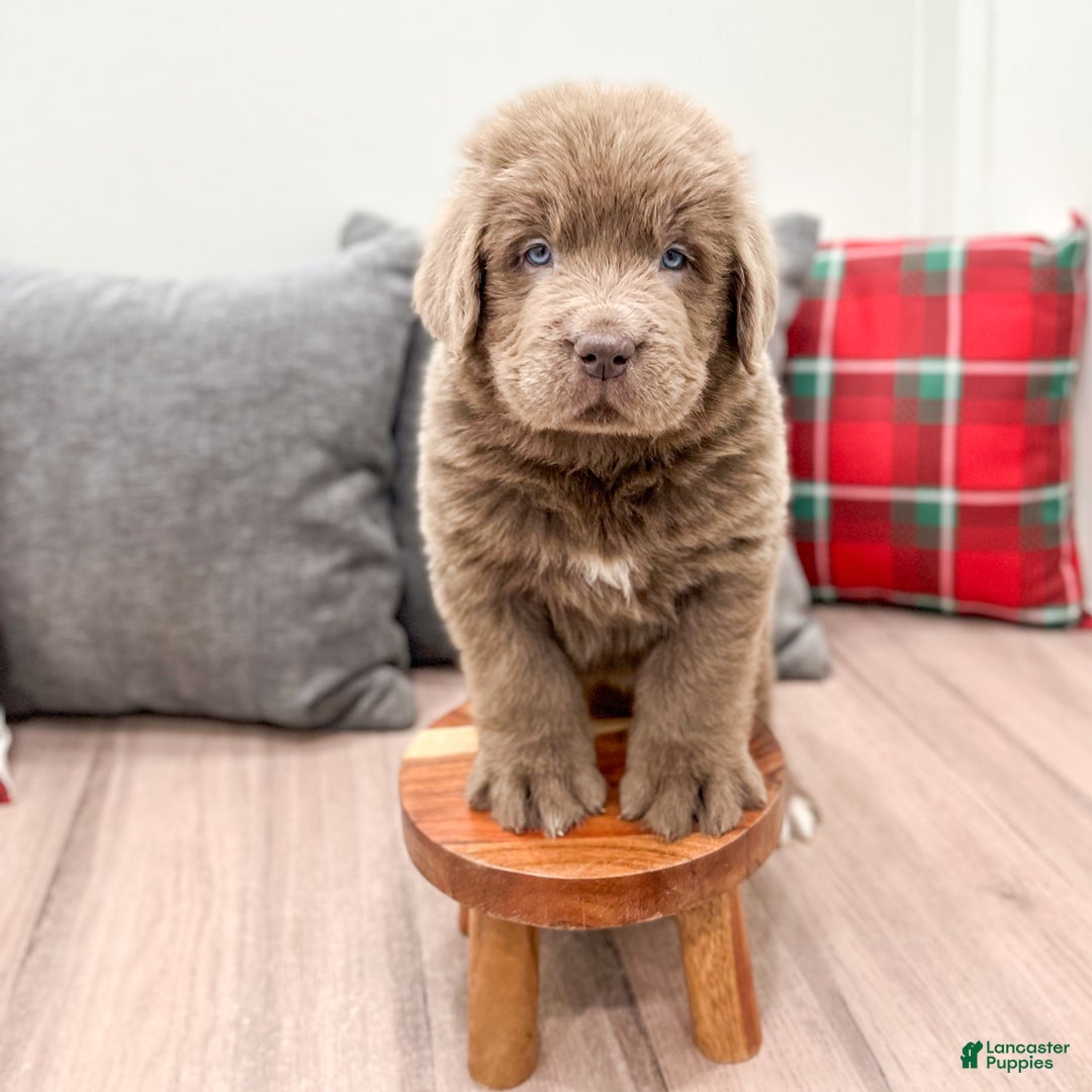 Newfoundland dogs for sale: Ranger - Ad 6