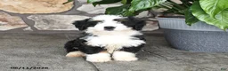 Mini Bernedoodle dogs for sale: Larry - Ad 4