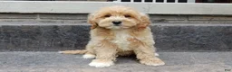 Cavapoo dogs for sale: Benji - Ad 3