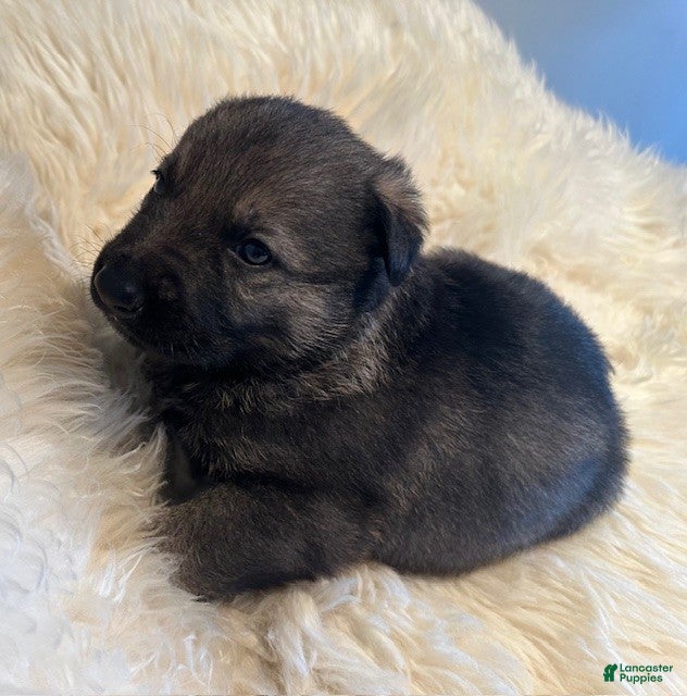 German Shepherd dogs German Shepherd Puppy 4 - Ad 1