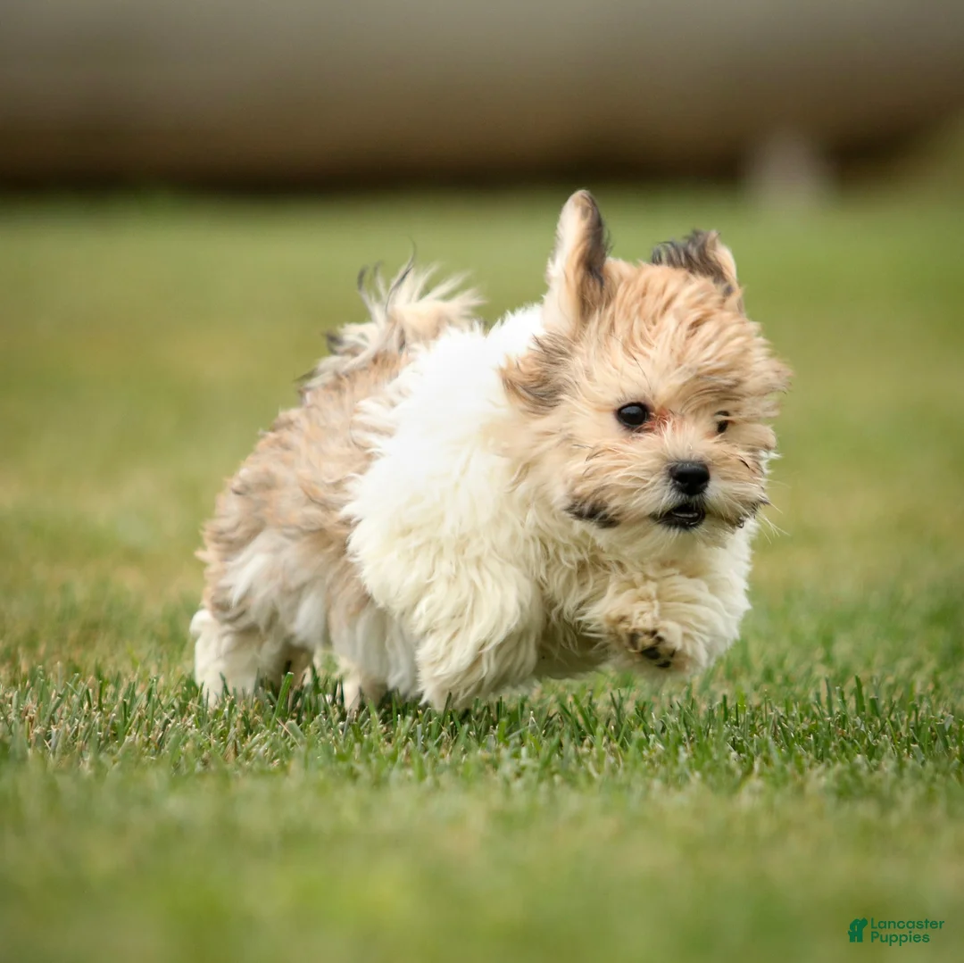 Teddy Bear dogs for sale: Cindy Teddy Bear fully leash trained & crate training in progress - Ad 2