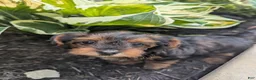 Yorkiepoo dogs for sale: Juniper - Ad 5