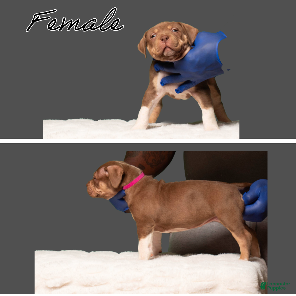 American Bully dogs American Bully Puppy 7 - Ad 2