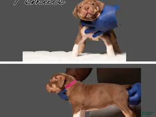 American Bully dogs American Bully Puppy 7 - Ad 30