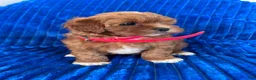 Shihpoo dogs for sale: RUBY - Ad 4