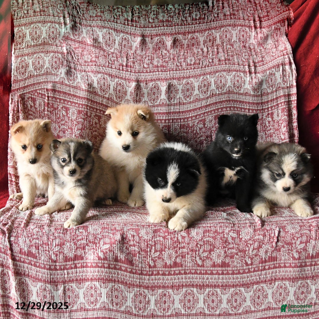 Pomsky dogs for sale: Lassie - Ad 3