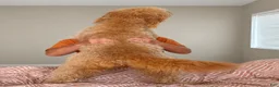 Double Doodle dogs for sale: River - F2 Double Doodle - Ad 37