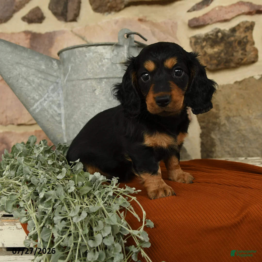 Miniature Dachshund dogs for sale: Maple   - Ad 1
