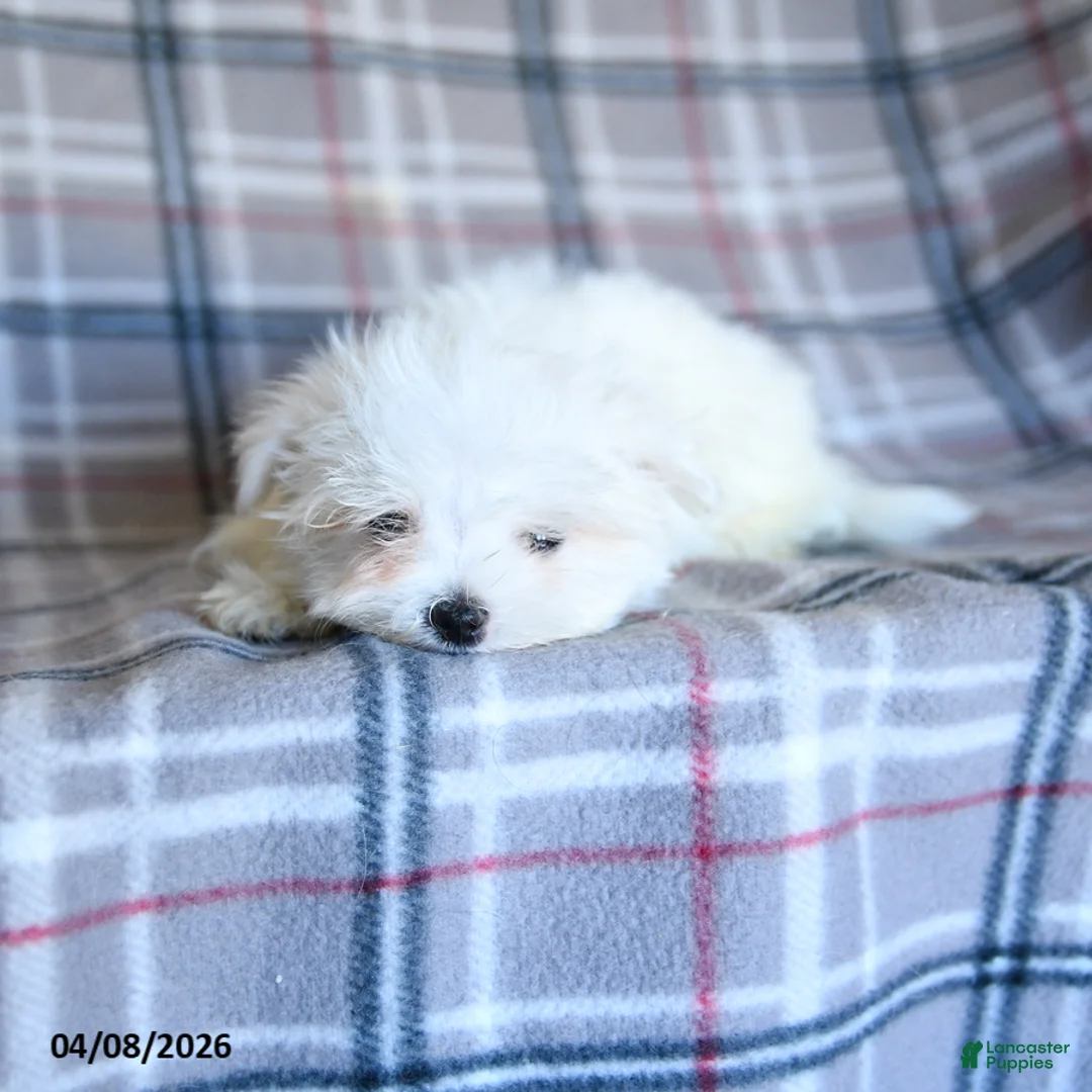 Maltese dogs for sale: Taya - Ad 2