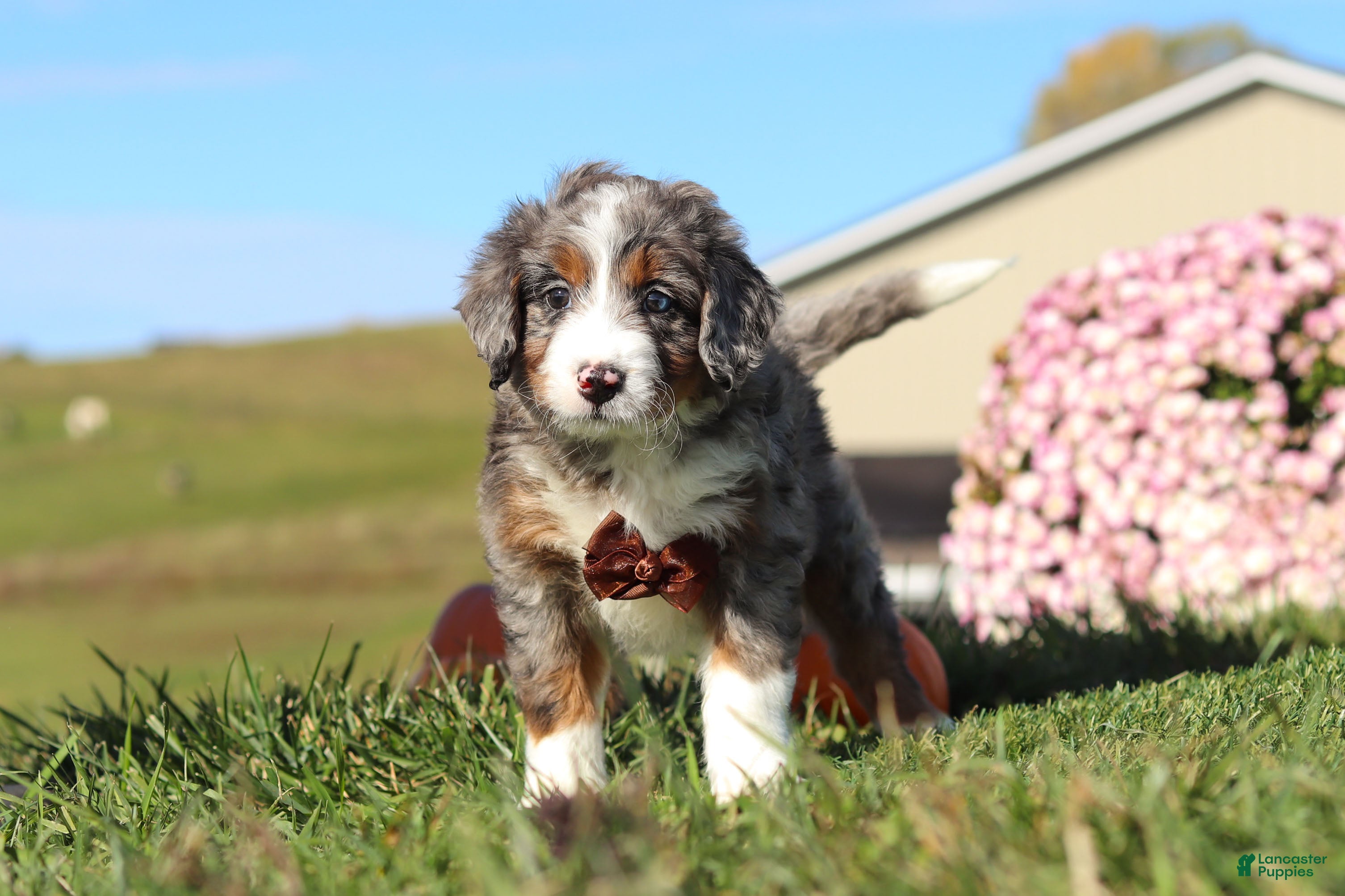 Mini Bernedoodle dogs Tanner - Ad 1