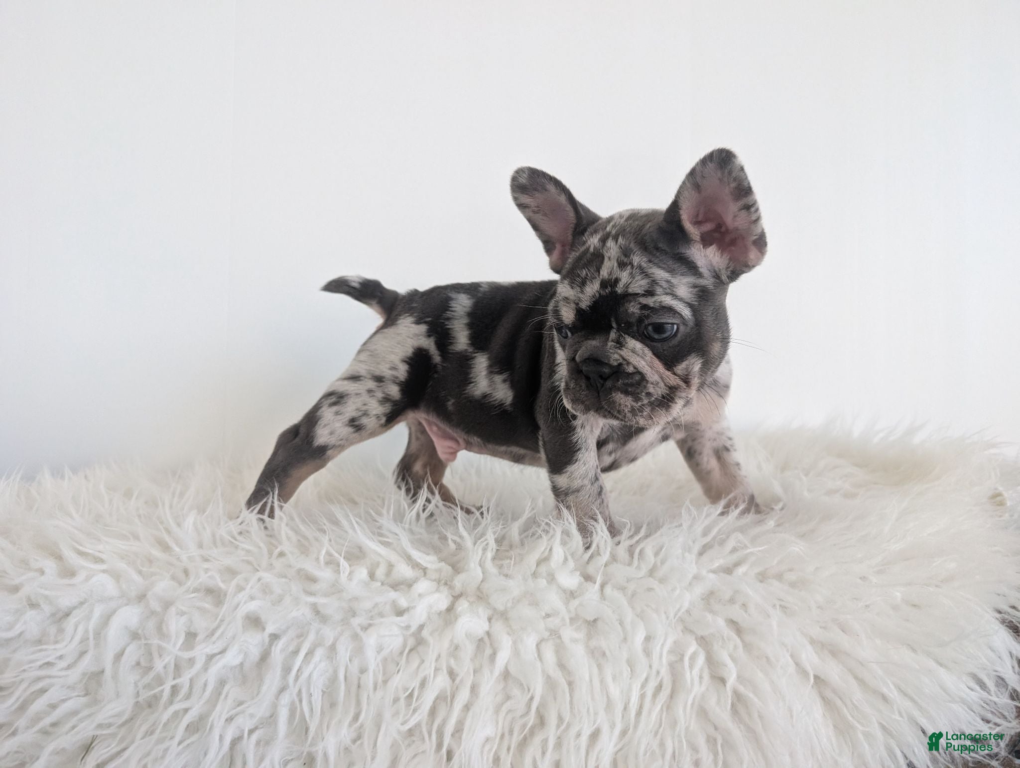 French Bulldog dogs Oliver - Ad 2