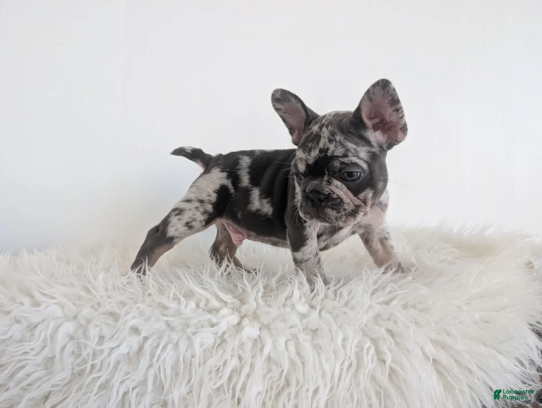 French Bulldog dogs for sale: Oliver - Ad 2