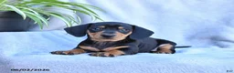 Miniature Dachshund dogs for sale: Blossom - Ad 1