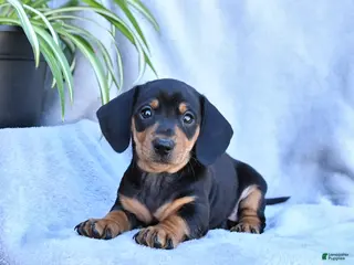 Miniature Dachshund dogs for sale: Blossom - Ad 3