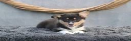 Welsh Corgi Pembroke dogs for sale: Breeze - Ad 5