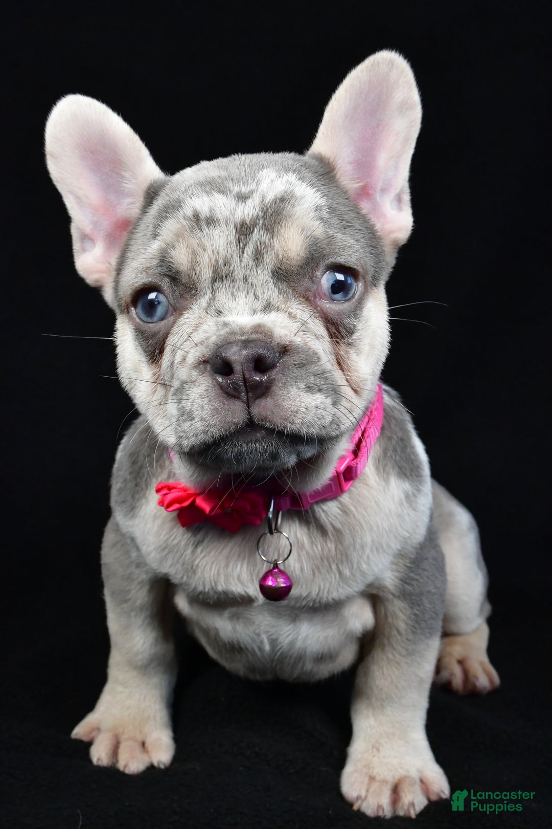 French Bulldog dogs for sale: Elsie - Ad 2