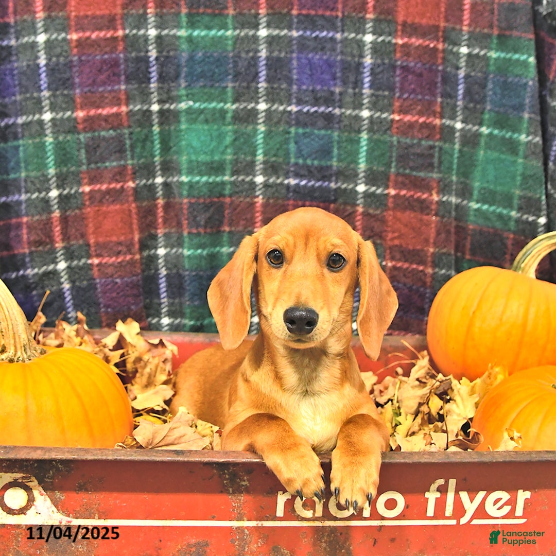 Miniature Dachshund dogs for sale: Luca - Ad 1