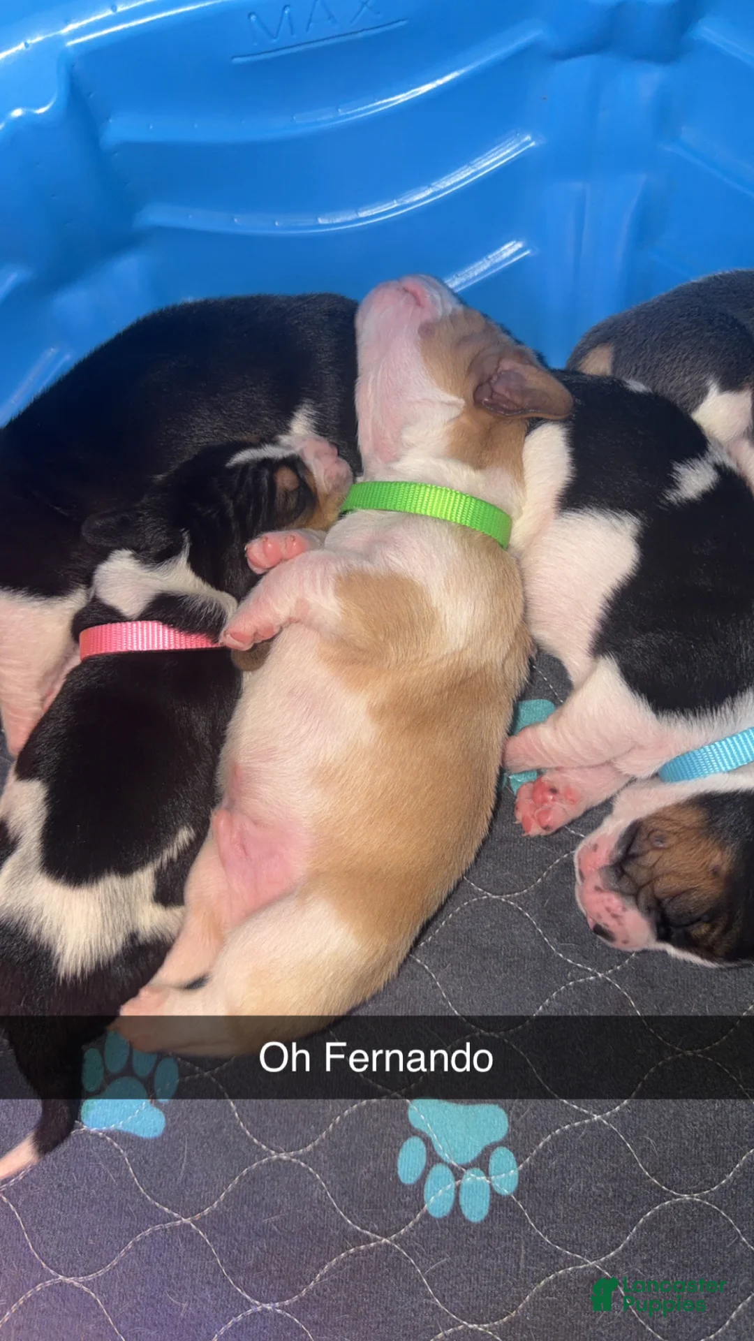 Basset Hound dogs for sale: Fernando- green - Ad 2