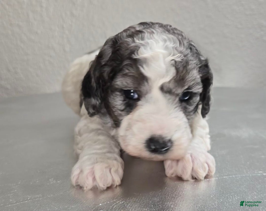 Mini Goldendoodle dogs for sale: Mia - Ad 3