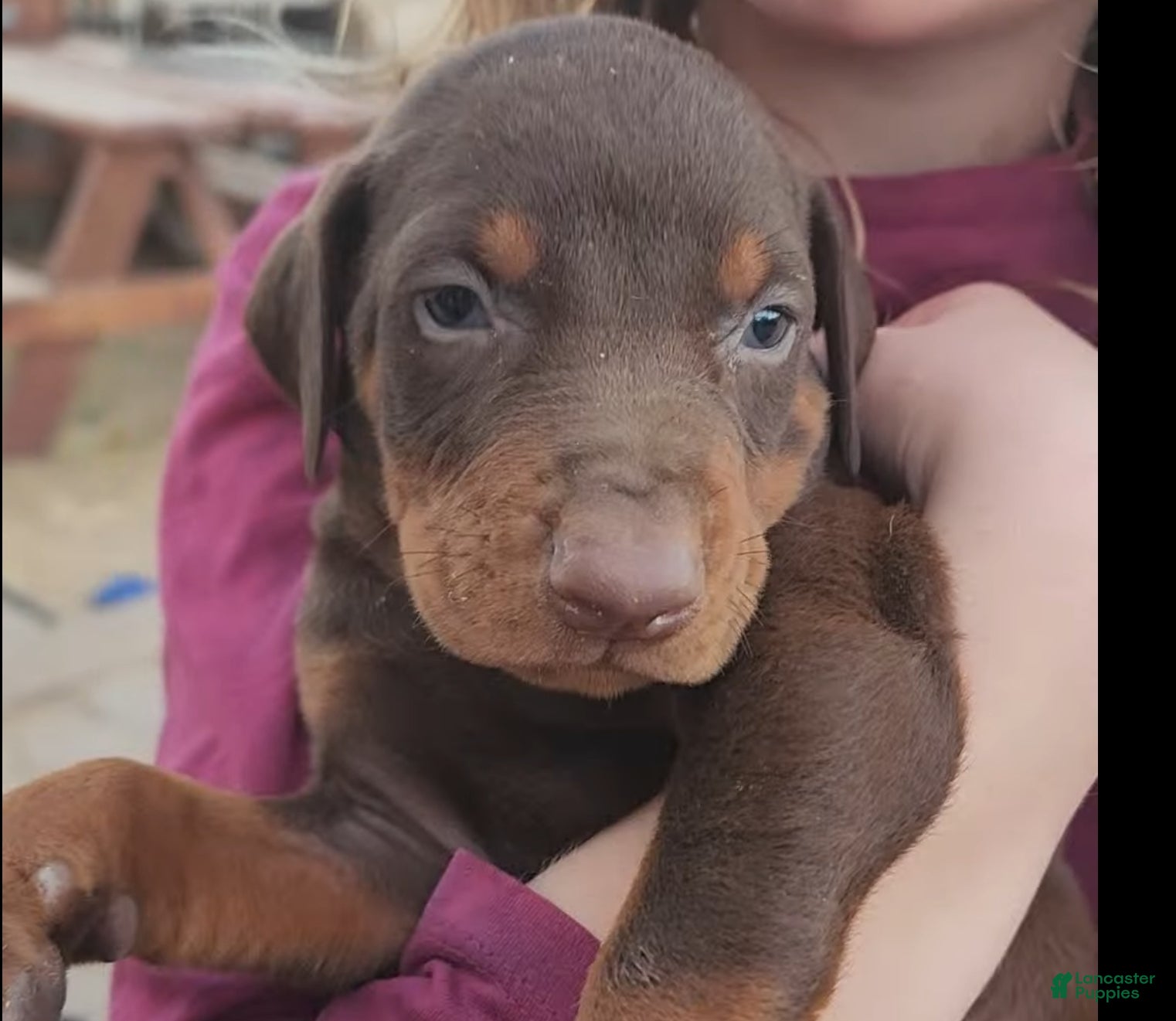 Doberman Pinscher dogs Diabla F 2 - Ad 11