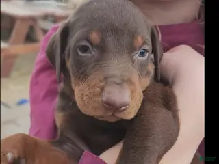 Doberman Pinscher dogs Diabla F 2 - Ad 11