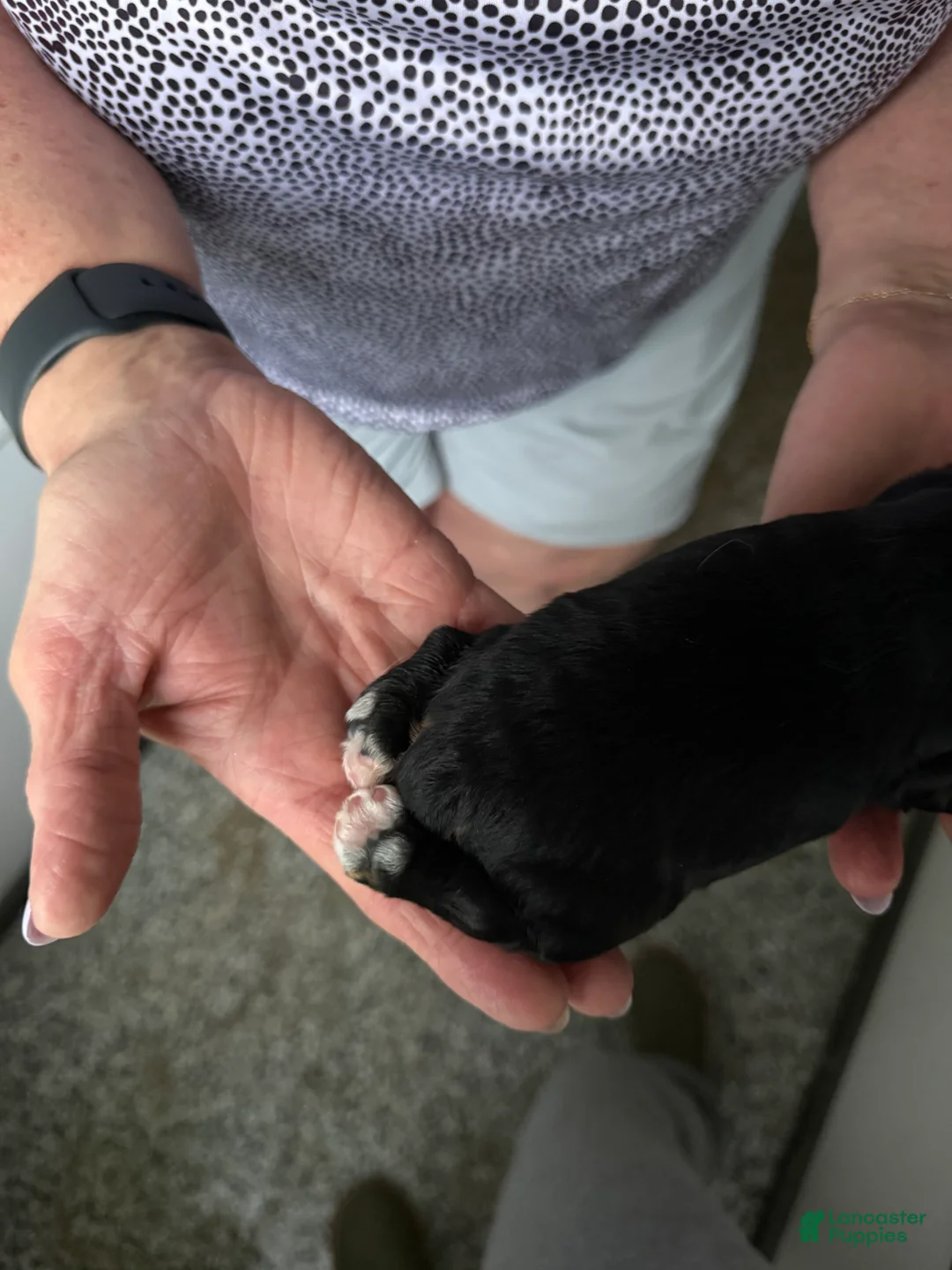 Cocker Spaniel dogs for sale: Ellie - Ad 2