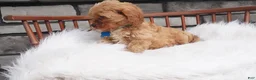 Cavapoo dogs for sale: Fritz - Ad 6